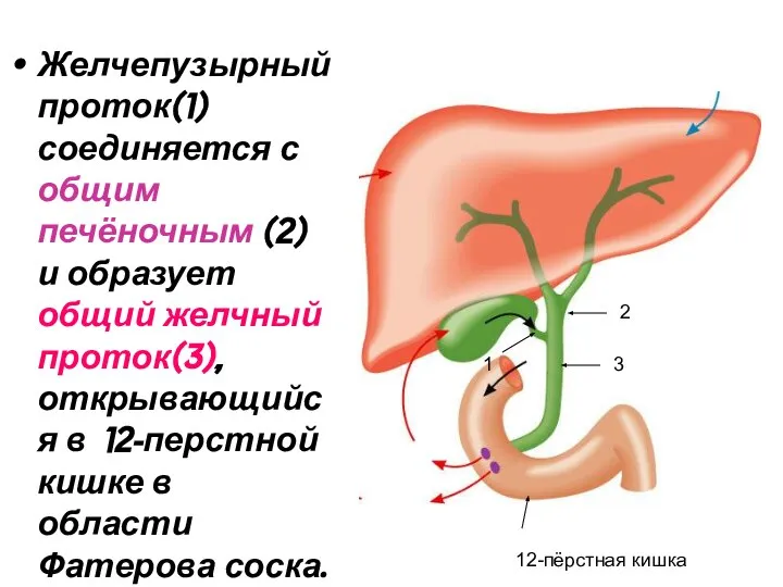 Желчепузырный проток(1) соединяется с общим печёночным (2) и образует общий желчный