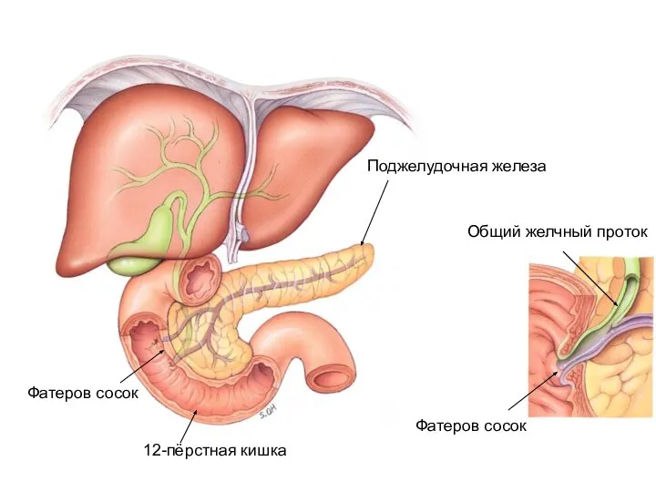 Поджелудочная железа 12-пёрстная кишка Фатеров сосок Фатеров сосок Общий желчный проток