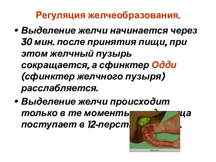 Регуляция желчеобразования. Выделение желчи начинается через 30 мин. после принятия пищи,