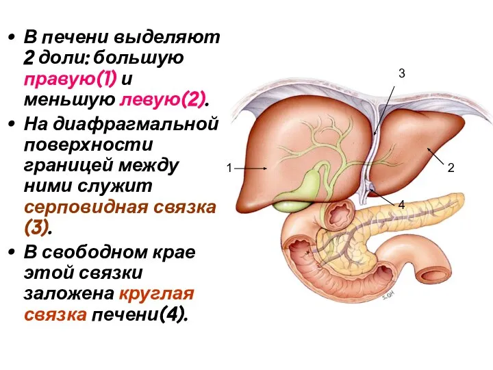 В печени выделяют 2 доли: большую правую(1) и меньшую левую(2). На