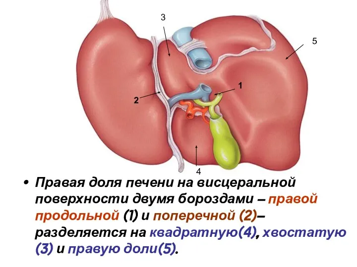 Правая доля печени на висцеральной поверхности двумя бороздами – правой продольной