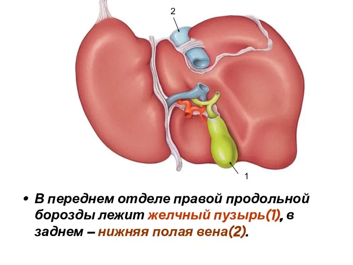 В переднем отделе правой продольной борозды лежит желчный пузырь(1), в заднем
