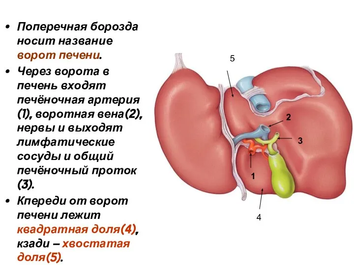 Поперечная борозда носит название ворот печени. Через ворота в печень входят