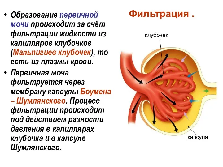 Фильтрация . Образование первичной мочи происходит за счёт фильтрации жидкости из