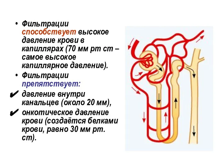 Фильтрации способствует высокое давление крови в капиллярах (70 мм рт ст