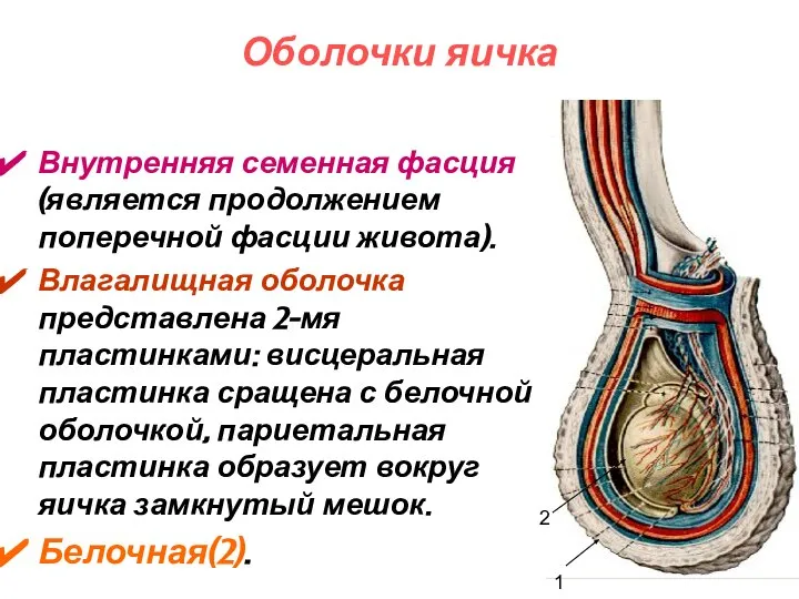 Оболочки яичка Внутренняя семенная фасция (является продолжением поперечной фасции живота). Влагалищная
