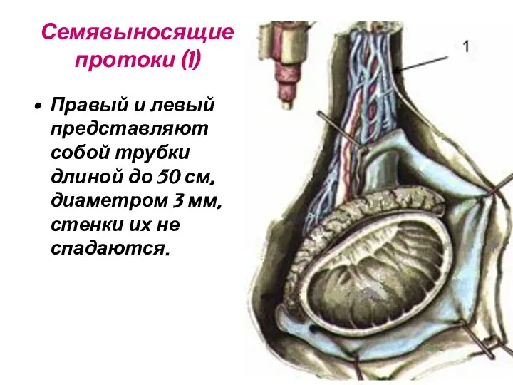 Семявыносящие протоки (1) Правый и левый представляют собой трубки длиной до