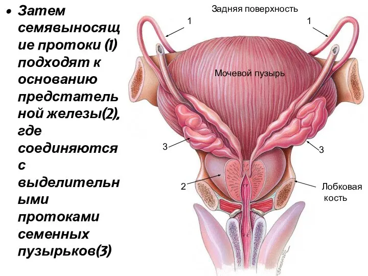 Затем семявыносящие протоки (1) подходят к основанию предстательной железы(2), где соединяются