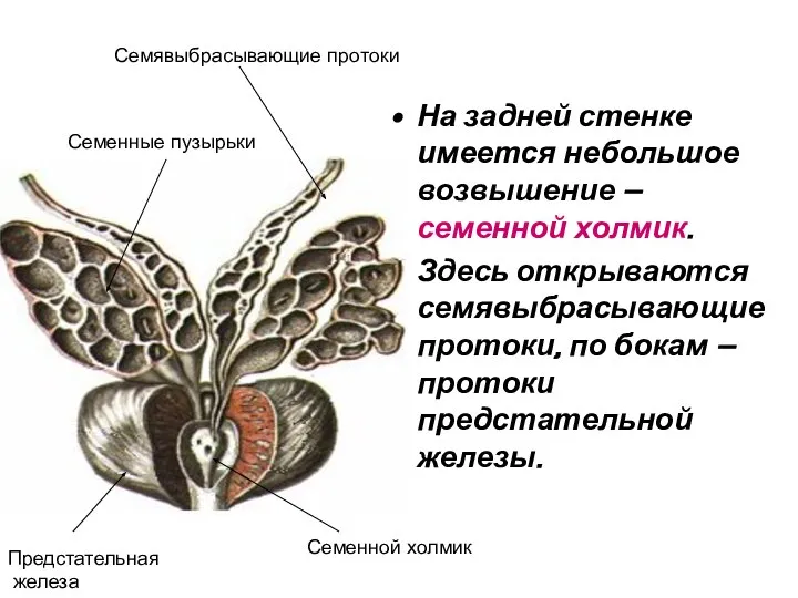 На задней стенке имеется небольшое возвышение – семенной холмик. Здесь открываются