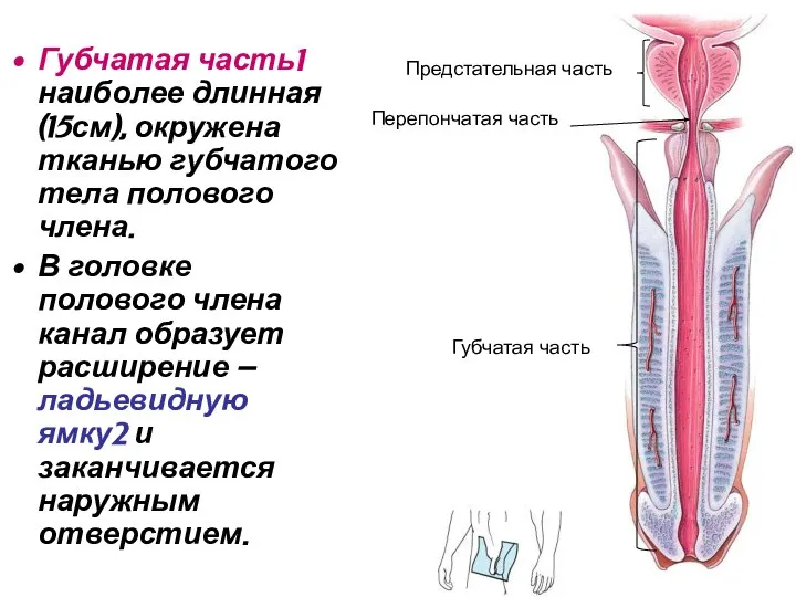 Губчатая часть1 наиболее длинная (15см), окружена тканью губчатого тела полового члена.
