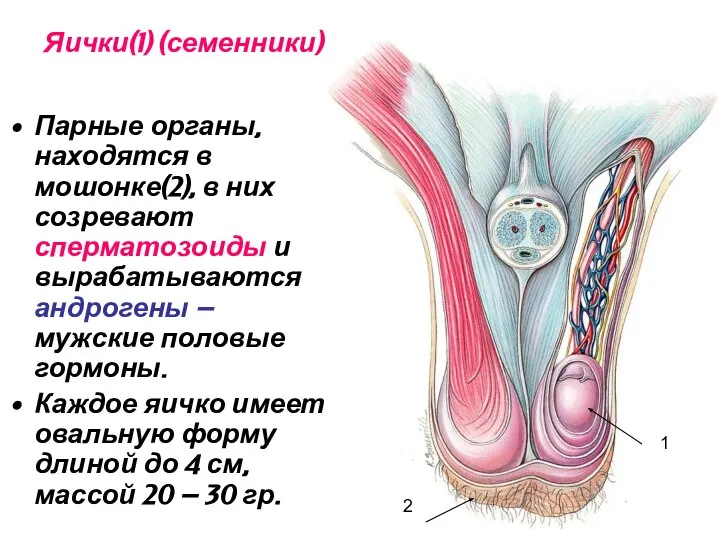 Яички(1) (семенники) Парные органы, находятся в мошонке(2), в них созревают сперматозоиды