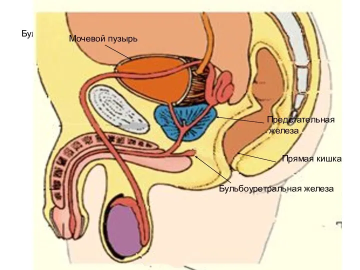Бульбоуретральная железа Бульбоуретральная железа Мочевой пузырь Предстательная железа Прямая кишка