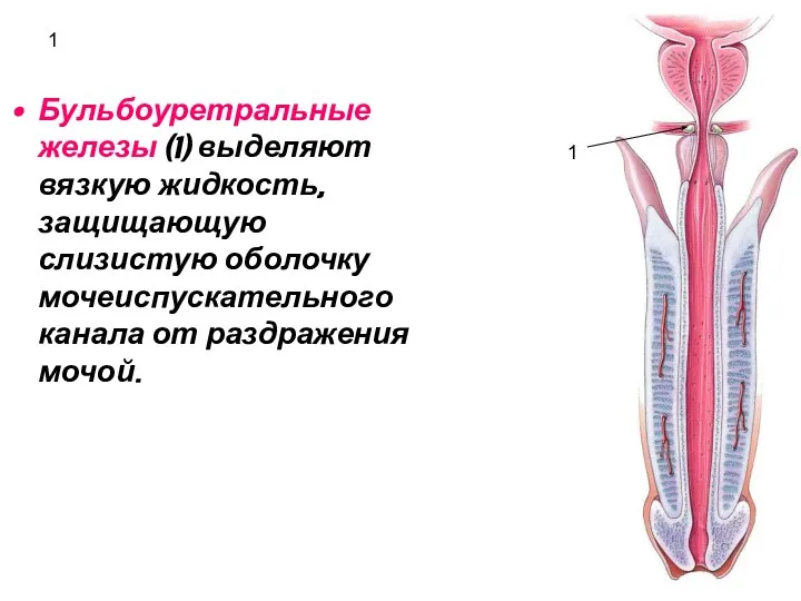 1 Бульбоуретральные железы (1) выделяют вязкую жидкость, защищающую слизистую оболочку мочеиспускательного канала от раздражения мочой. 1