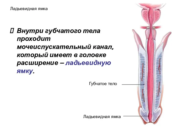 Ладьевидная ямка Внутри губчатого тела проходит мочеиспускательный канал, который имеет в
