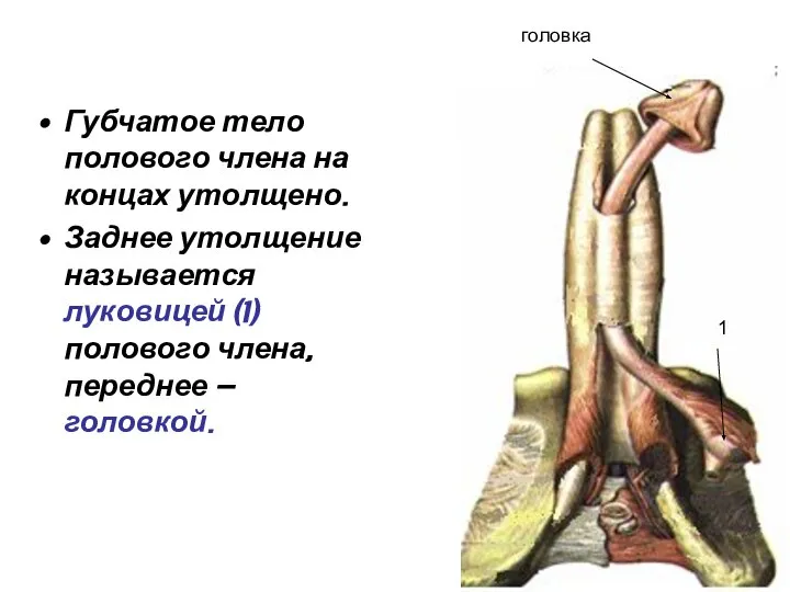 Губчатое тело полового члена на концах утолщено. Заднее утолщение называется луковицей