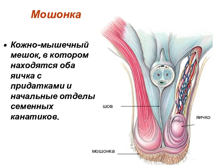Мошонка Кожно-мышечный мешок, в котором находятся оба яичка с придатками и