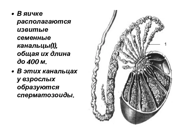 В яичке располагаются извитые семенные канальцы(1), общая их длина до 400