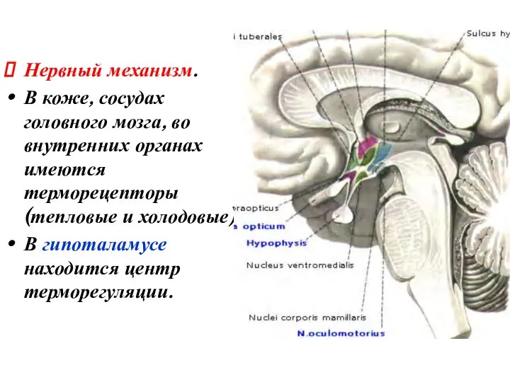 Нервный механизм. В коже, сосудах головного мозга, во внутренних органах имеются