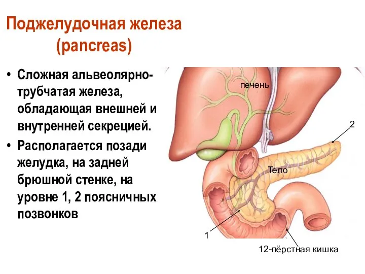 Поджелудочная железа (pancreas) Сложная альвеолярно-трубчатая железа, обладающая внешней и внутренней секрецией.