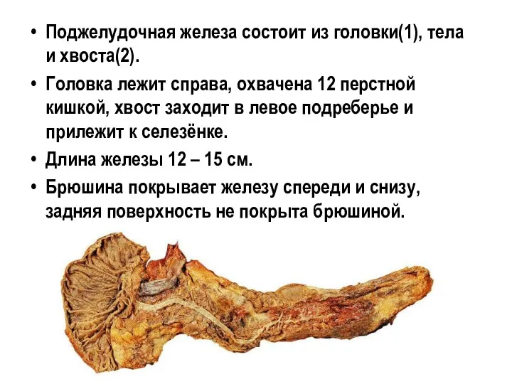 Поджелудочная железа состоит из головки(1), тела и хвоста(2). Головка лежит справа,