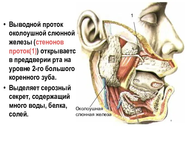 Выводной проток околоушной слюнной железы (стенонов проток(1)) открывается в преддверии рта