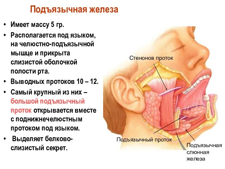 Подъязычная железа Имеет массу 5 гр. Располагается под языком, на челюстно-подъязычной