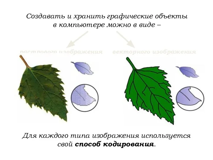 Создавать и хранить графические объекты в компьютере можно в виде –