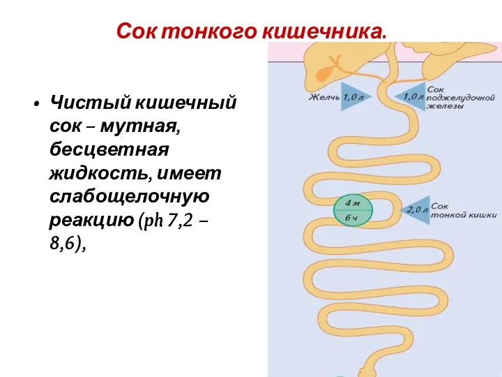 Сок тонкого кишечника. Чистый кишечный сок – мутная, бесцветная жидкость, имеет