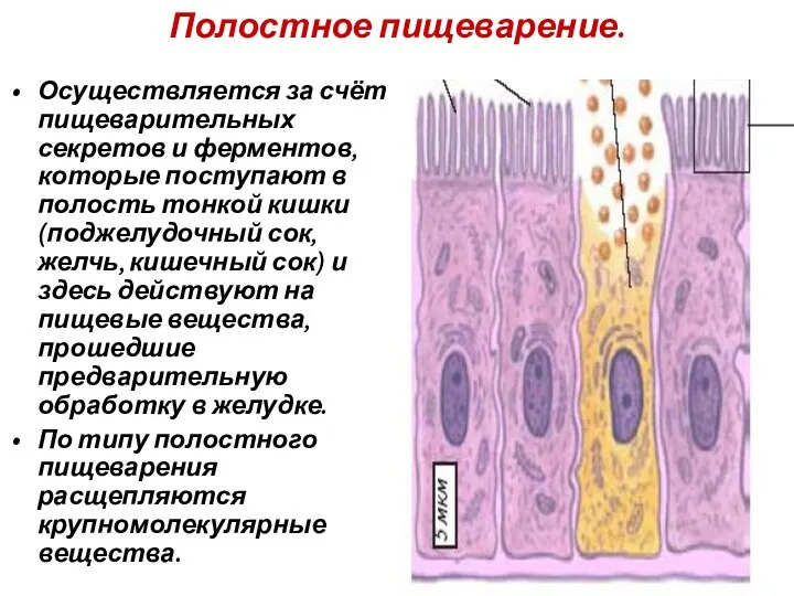 Полостное пищеварение. Осуществляется за счёт пищеварительных секретов и ферментов, которые поступают