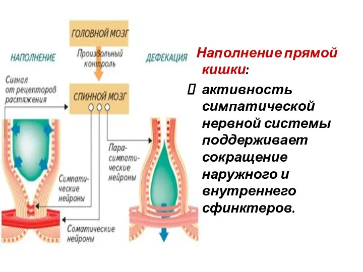 Наполнение прямой кишки: активность симпатической нервной системы поддерживает сокращение наружного и внутреннего сфинктеров.