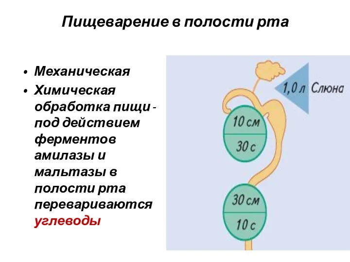 Пищеварение в полости рта Механическая Химическая обработка пищи - под действием