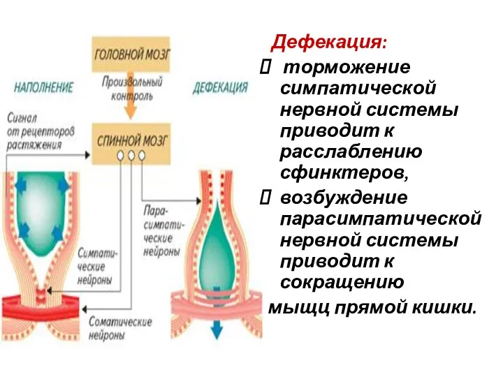 Дефекация: торможение симпатической нервной системы приводит к расслаблению сфинктеров, возбуждение парасимпатической