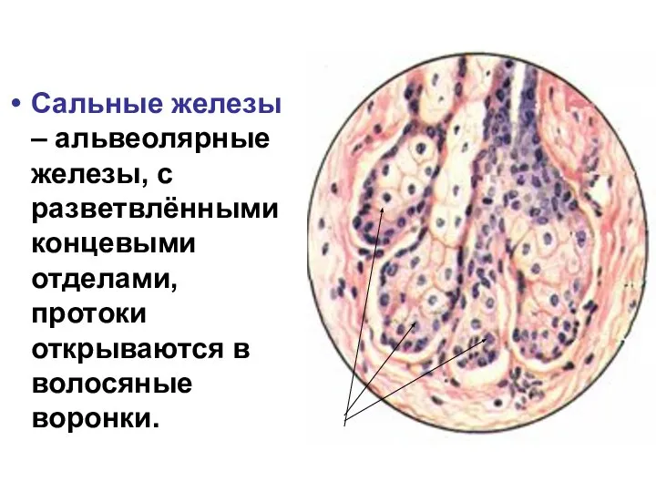 Сальные железы – альвеолярные железы, с разветвлёнными концевыми отделами, протоки открываются в волосяные воронки.