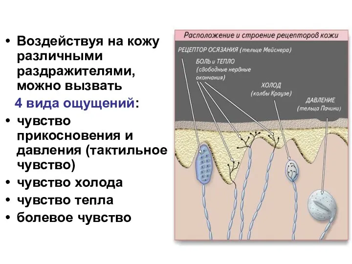 Воздействуя на кожу различными раздражителями, можно вызвать 4 вида ощущений: чувство