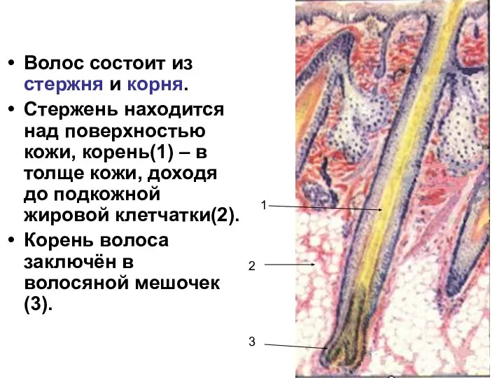 Волос состоит из стержня и корня. Стержень находится над поверхностью кожи,