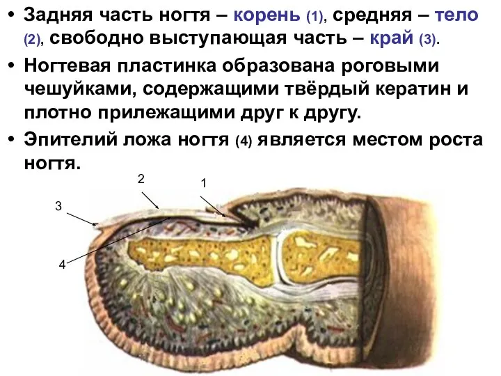 Задняя часть ногтя – корень (1), средняя – тело (2), свободно