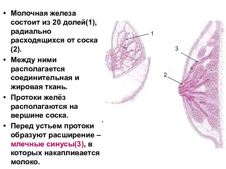 Молочная железа состоит из 20 долей(1), радиально расходящихся от соска(2). Между