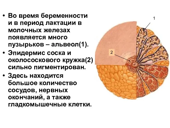 Во время беременности и в период лактации в молочных железах появляется