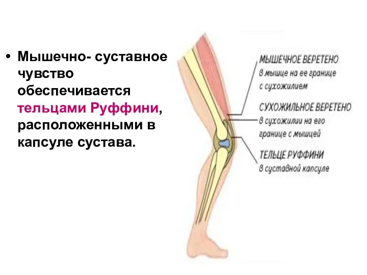 Мышечно- суставное чувство обеспечивается тельцами Руффини, расположенными в капсуле сустава.