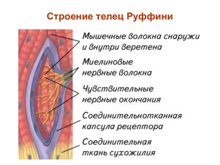 Строение телец Руффини