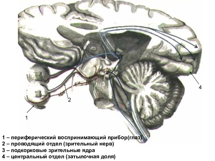 1 2 3 4 1 – периферический воспринимающий прибор(глаз) 2 –