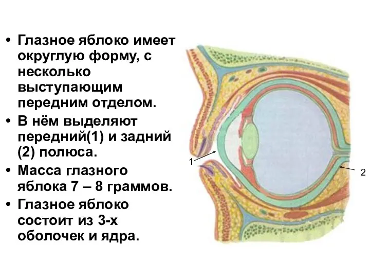 Глазное яблоко имеет округлую форму, с несколько выступающим передним отделом. В