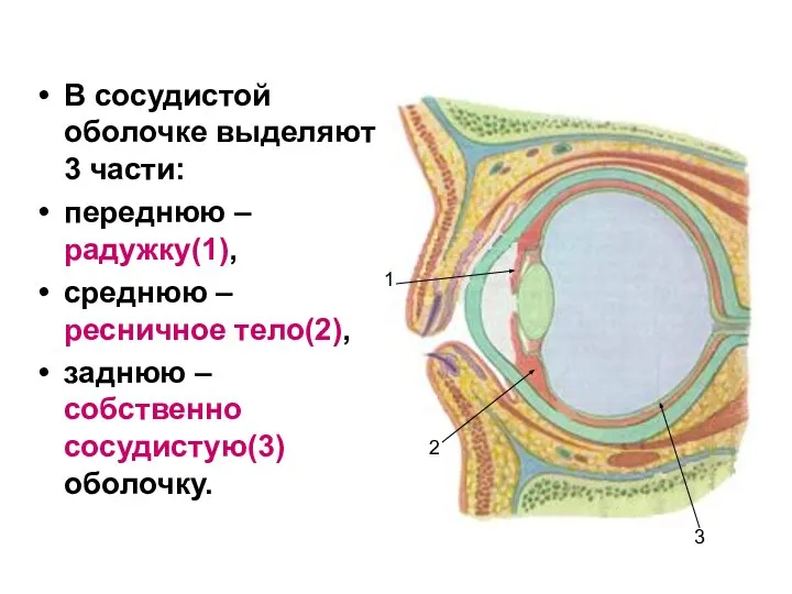 В сосудистой оболочке выделяют 3 части: переднюю – радужку(1), среднюю –