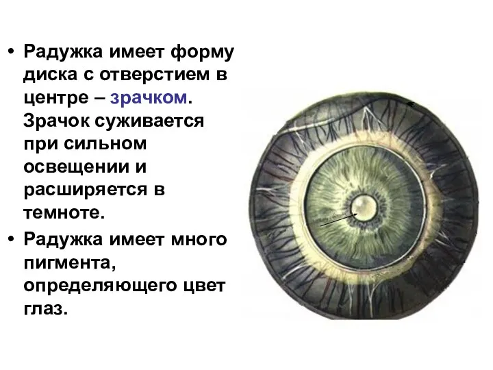 Радужка имеет форму диска с отверстием в центре – зрачком. Зрачок