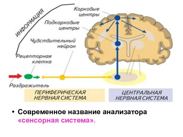 Современное название анализатора «сенсорная система».