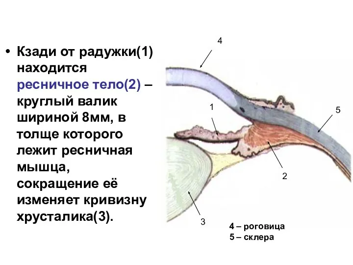 Кзади от радужки(1) находится ресничное тело(2) – круглый валик шириной 8мм,