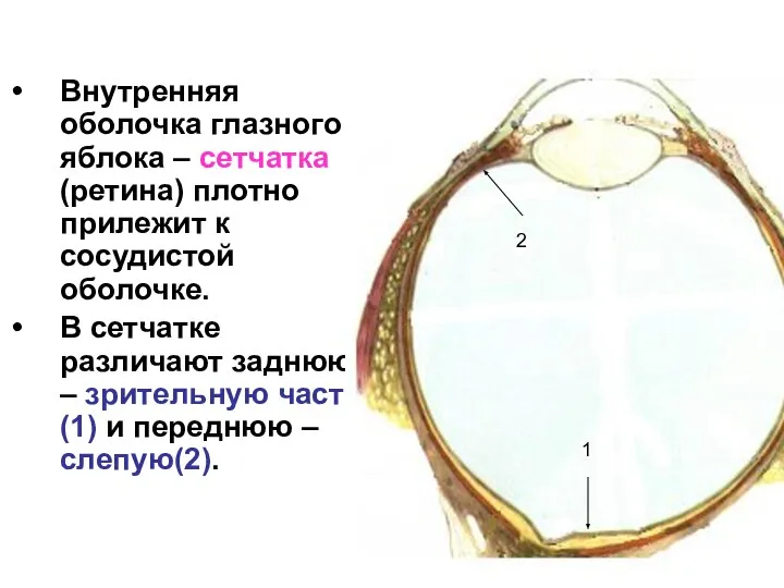 Внутренняя оболочка глазного яблока – сетчатка (ретина) плотно прилежит к сосудистой