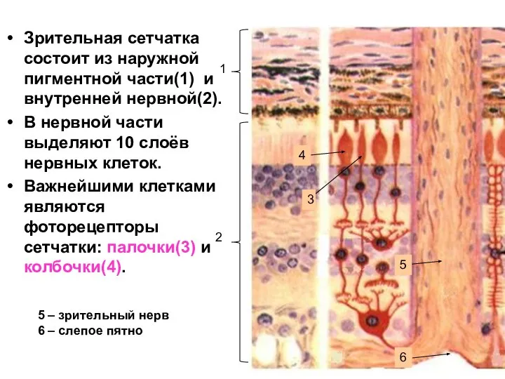 Зрительная сетчатка состоит из наружной пигментной части(1) и внутренней нервной(2). В