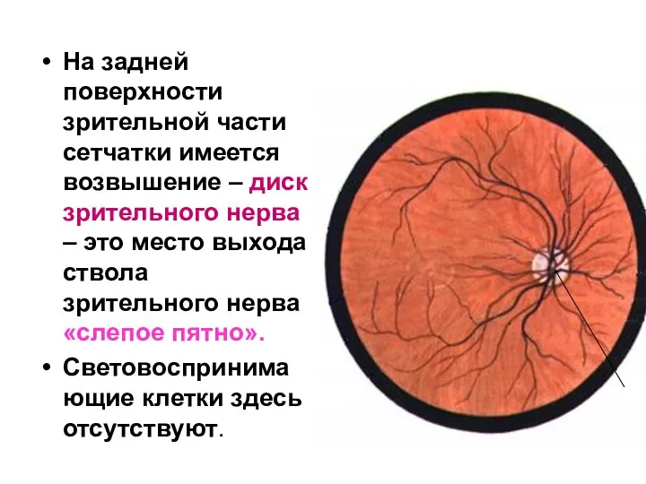 На задней поверхности зрительной части сетчатки имеется возвышение – диск зрительного