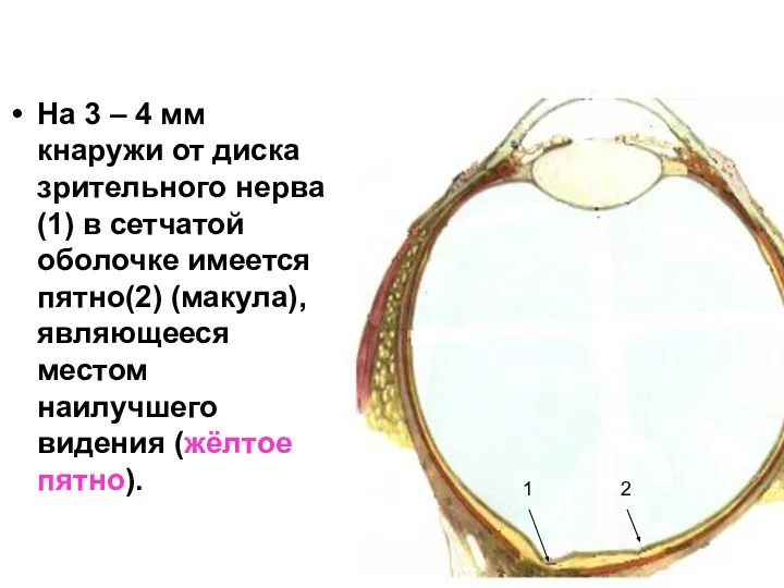 На 3 – 4 мм кнаружи от диска зрительного нерва(1) в